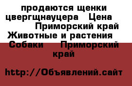 продаются щенки цвергщнауцера › Цена ­ 20 000 - Приморский край Животные и растения » Собаки   . Приморский край